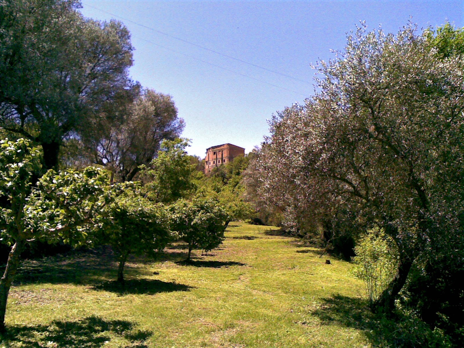 Campo después del paso de las ovejas